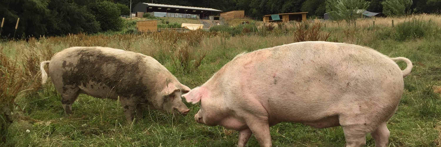 Alex Ⓥ #pigoneer 𓃟 🌱 banner