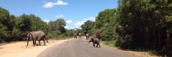 InaDiener Profile Banner