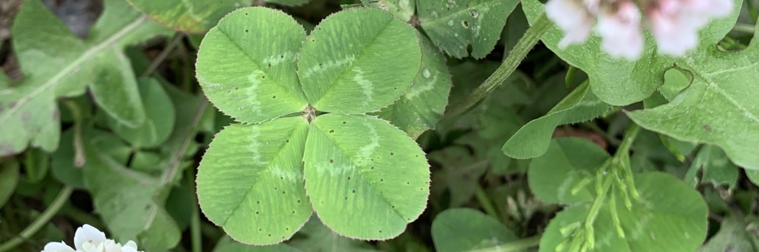 lemon_mint_leaf's profile banner image