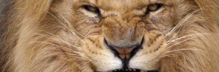 Abuseif_mjs's profile banner image