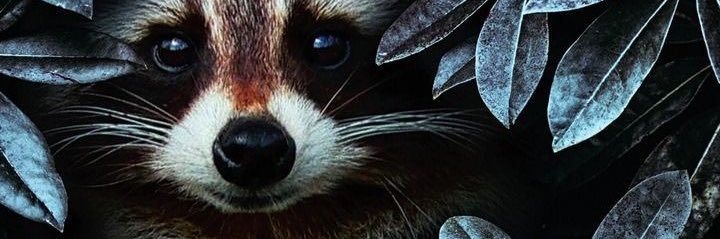 dan_qwa's profile banner image