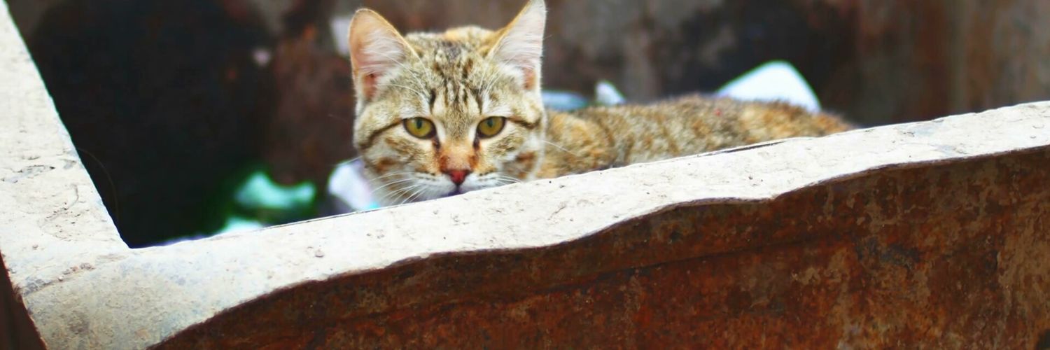 Fandom_trashcat's profile banner image