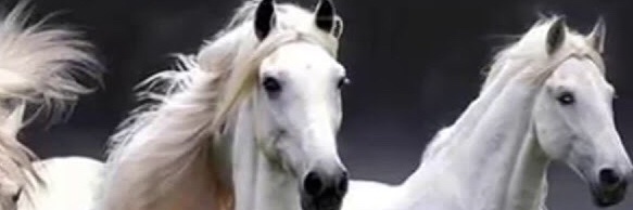 olcaycelik041's profile banner image