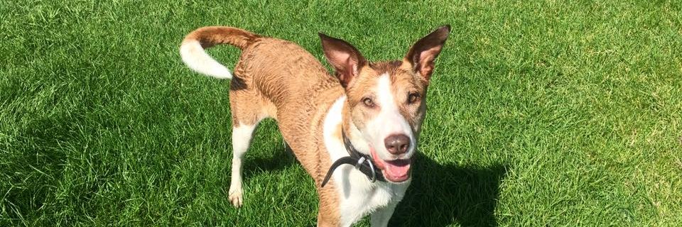 Brydie Charlesworth banner