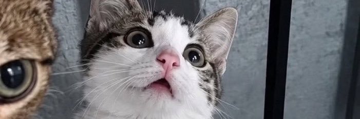tureebs's profile banner image