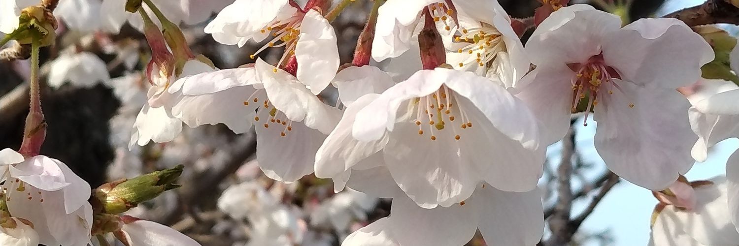 とっとこハム太郎🐯 #29 banner