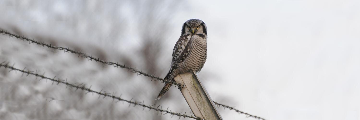 Neil Calbrade banner