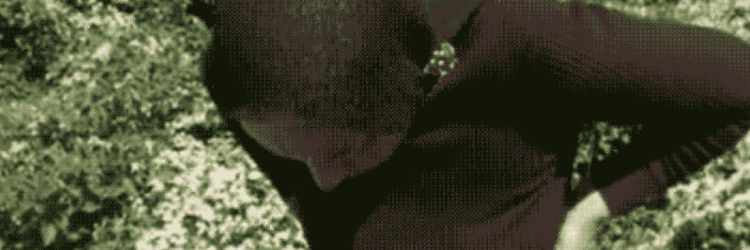 greygardensproj's profile banner image