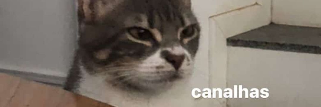 GabPiovezan's profile banner image