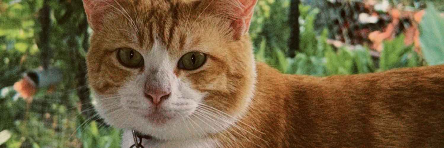 achikedi_'s profile banner image