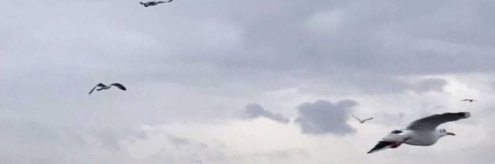 hf19902015's profile banner image