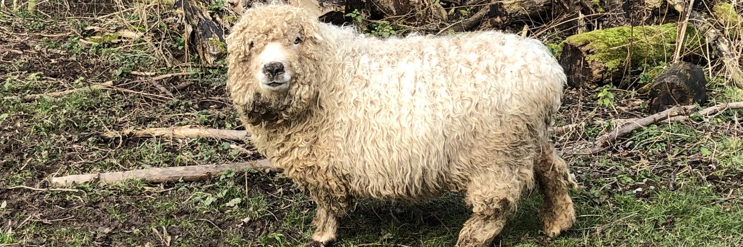 🐓Sarah Loves Sheep 🐑🐏 #SATB banner