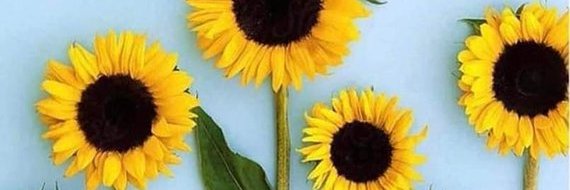 marelishernand1's profile banner image