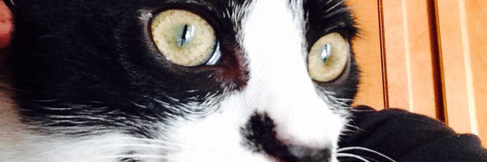 NickSaponaro's profile banner image