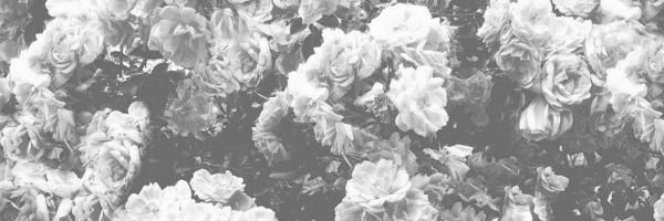 CandicePreCP's profile banner image