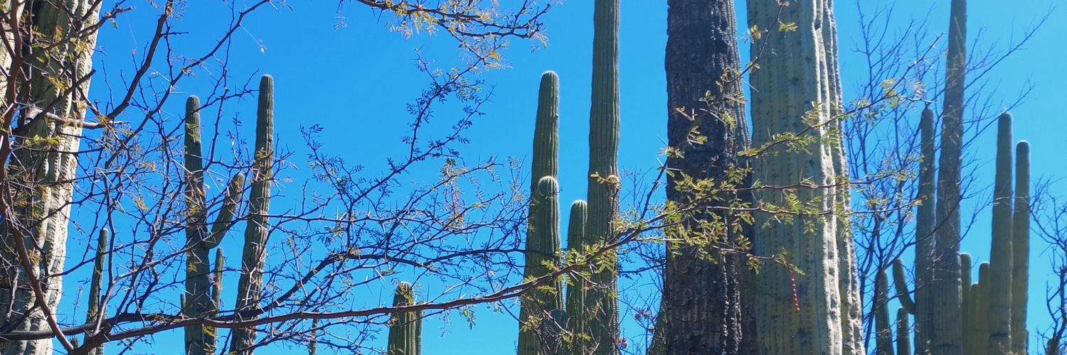 Peetricor_'s profile banner image