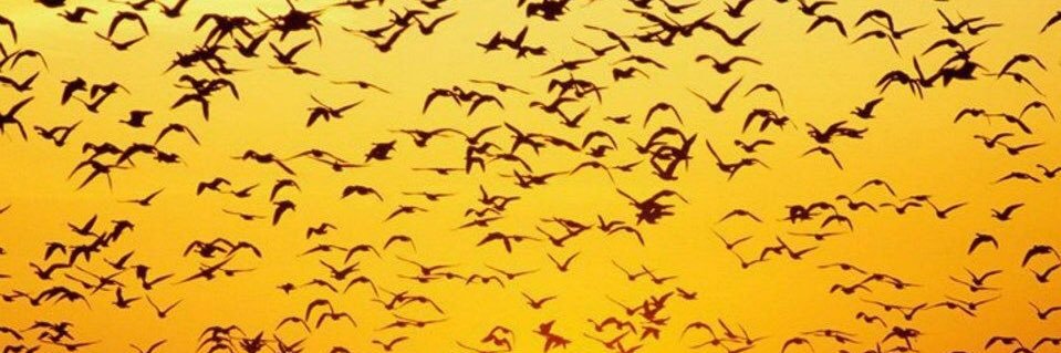 Southern_abdull's profile banner image