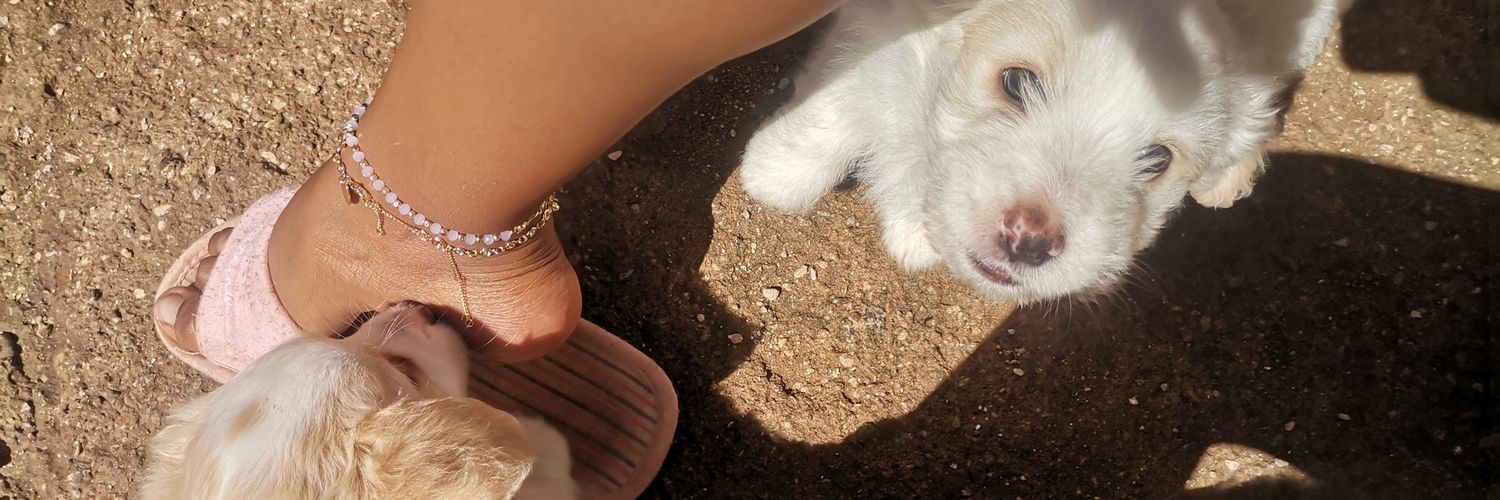 Dum spiro, spero banner