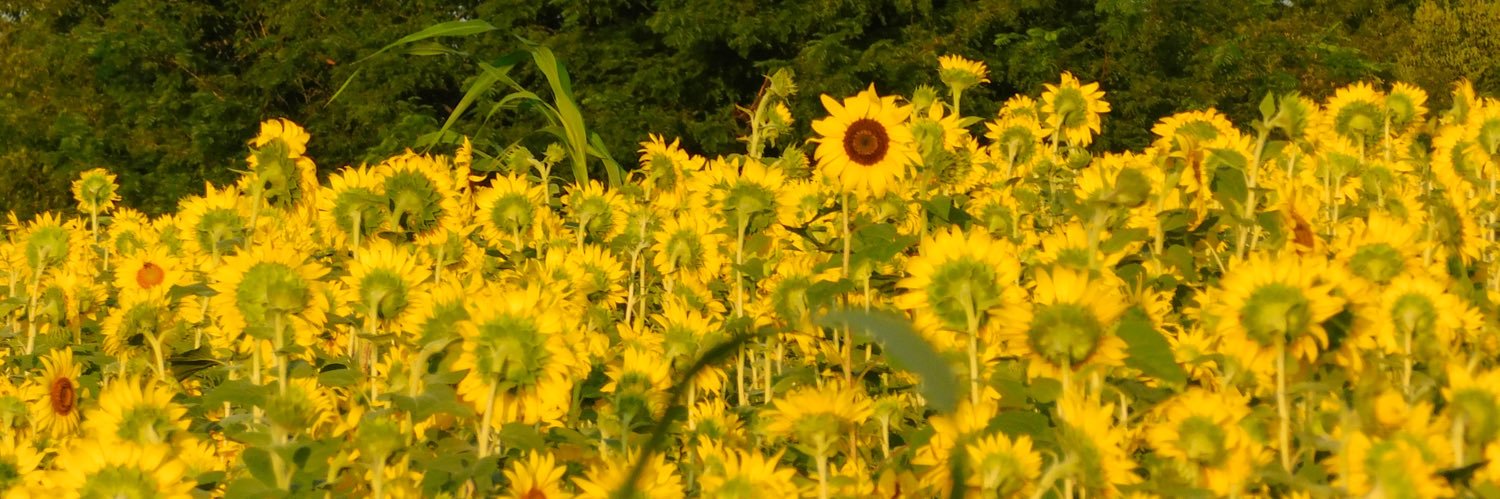 evantc34's profile banner image