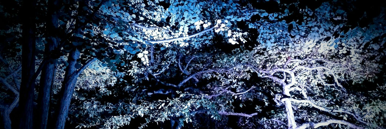 Alicia Fortier banner