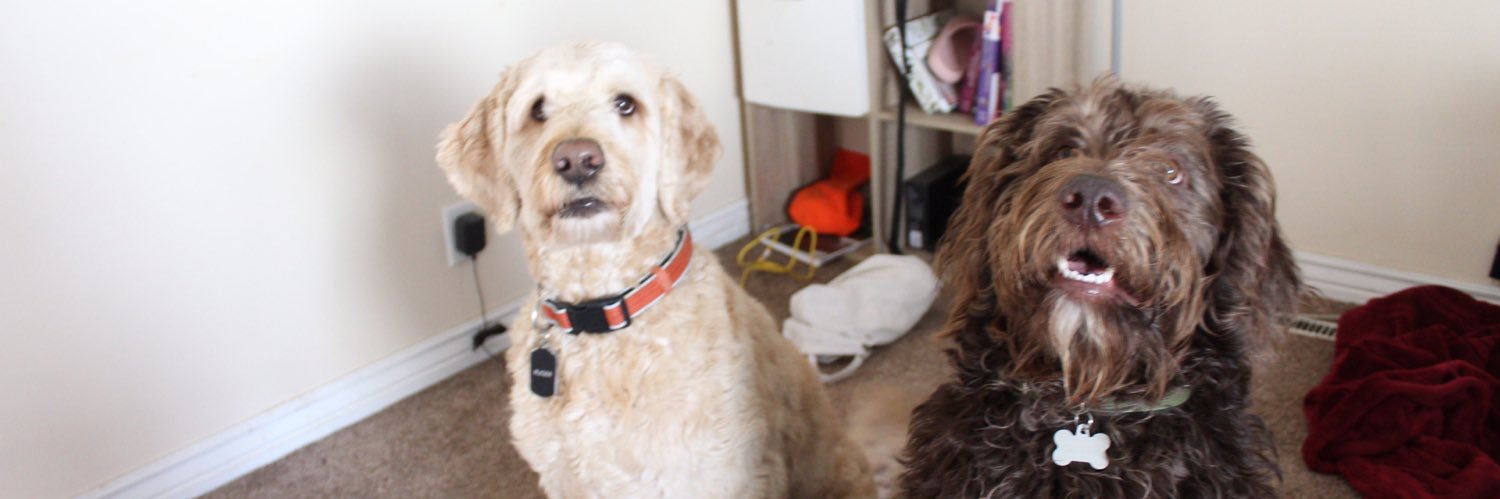 camschmitty's profile banner image