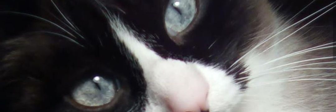 Ester🌙 banner