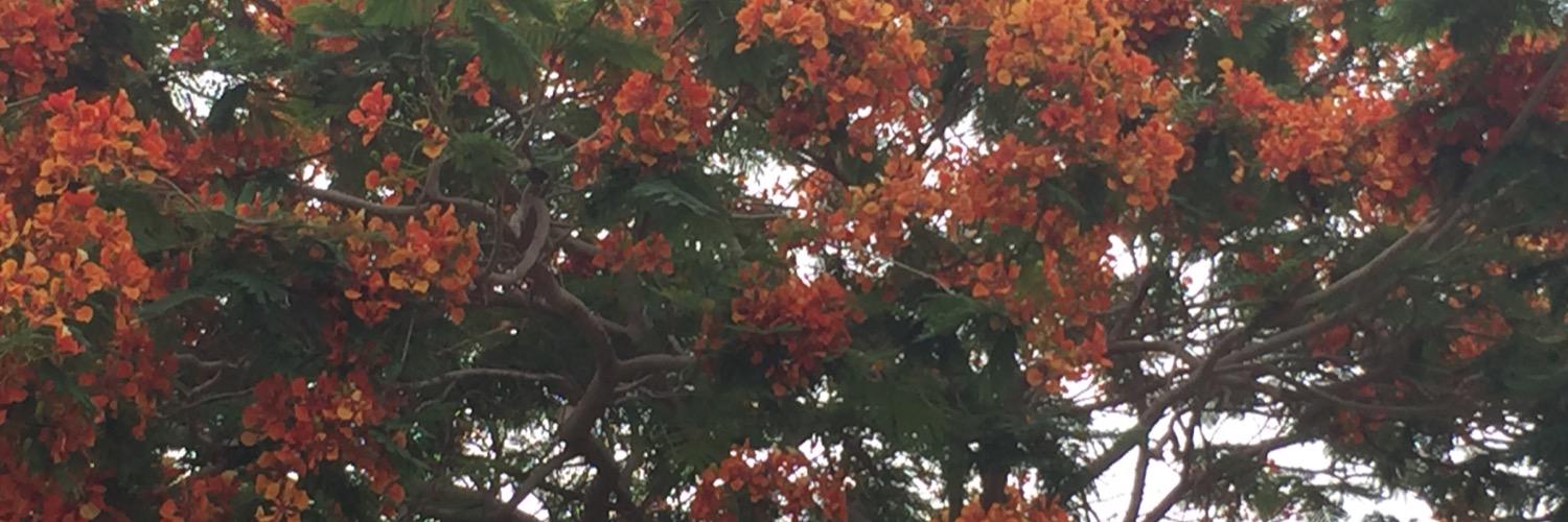 MindyYoung44's profile banner image