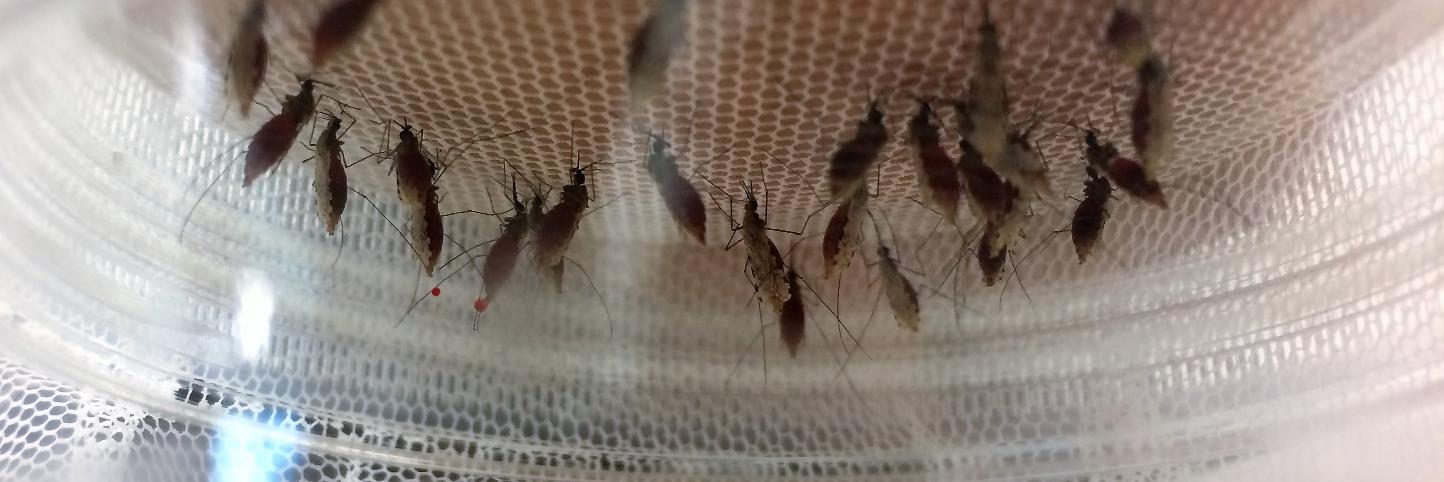 Katharine Collins banner