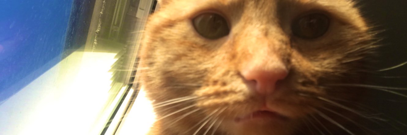 LellanMacApril's profile banner image