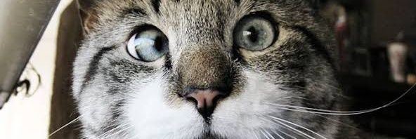 JullianyL's profile banner image