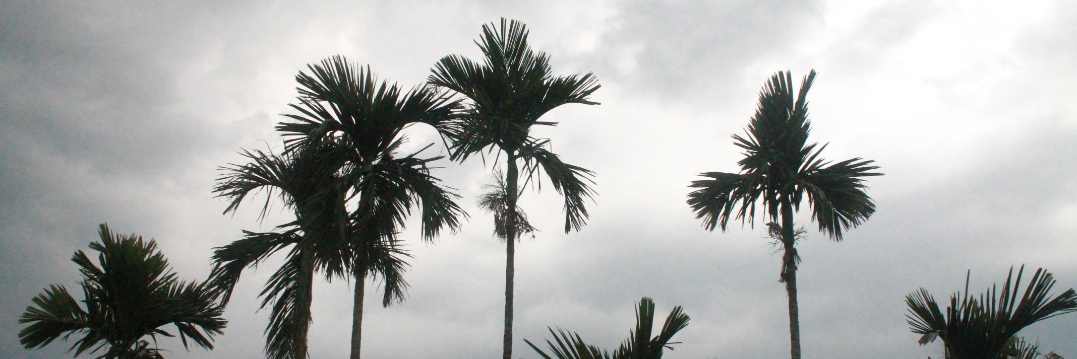 decoustadavid's profile banner image