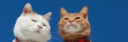niss banner
