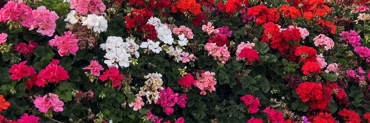 AngelaMaVasquez's profile banner image