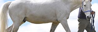 Subzero banner
