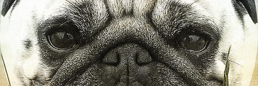 MarkusPojer's profile banner image
