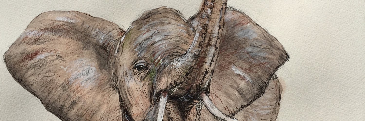 KoalaMairzi's profile banner image