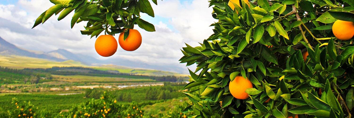 SASummerCitrus's profile banner image