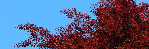 DaveHodgson00 Profile Banner