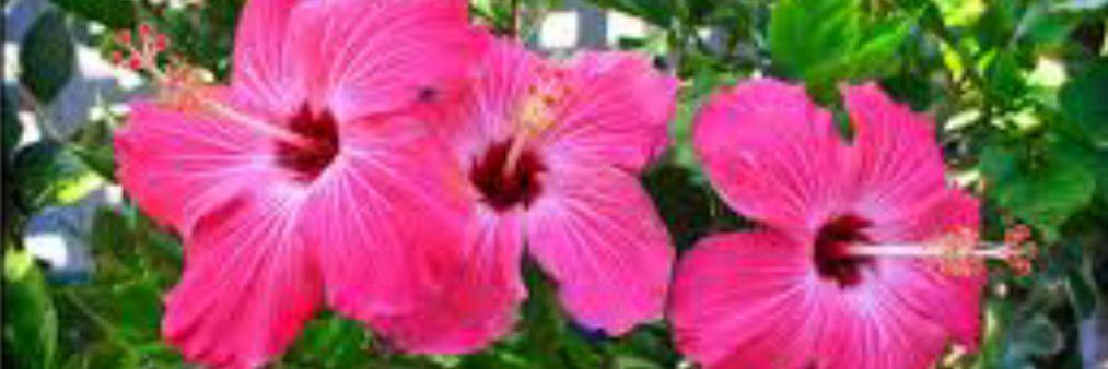 Livia_garciru's profile banner image