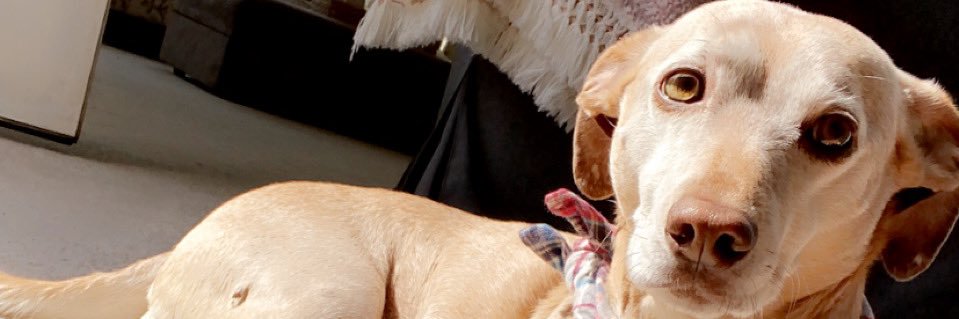 ChloeAAY's profile banner image