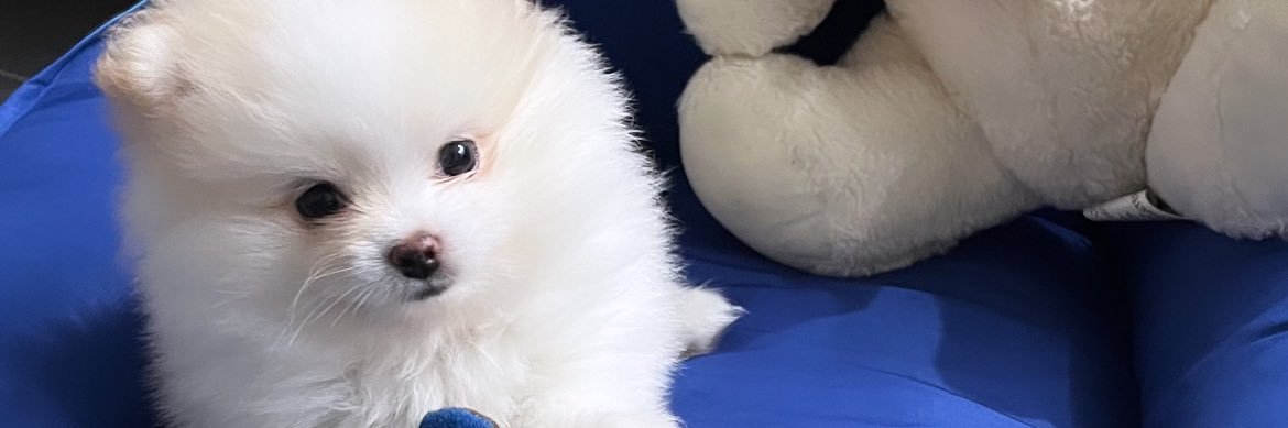 dudafmelo's profile banner image