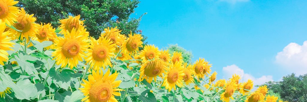 sae20003's profile banner image