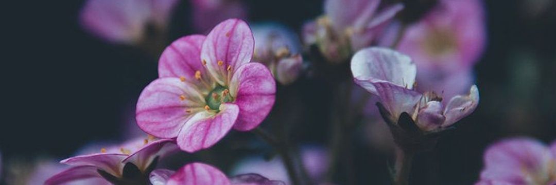 CamiAlmonaciid's profile banner image