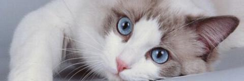 KittyBoogiee's profile banner image