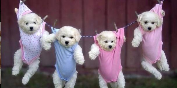 Doglovers__'s profile banner image