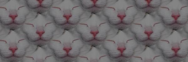 TheJaredWilcurt Profile Banner
