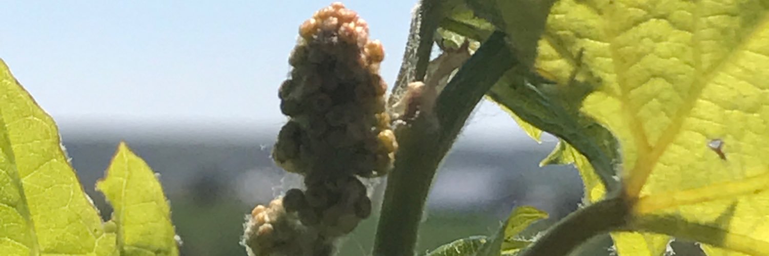 fergedaboudit's profile banner image
