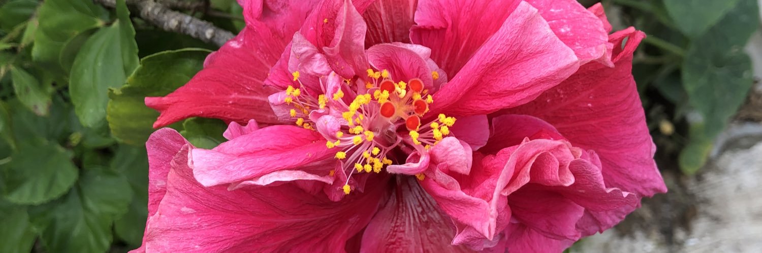 CastanaPestana banner