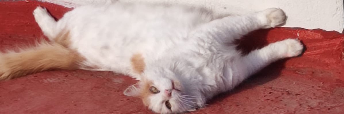 pemdelc's profile banner image
