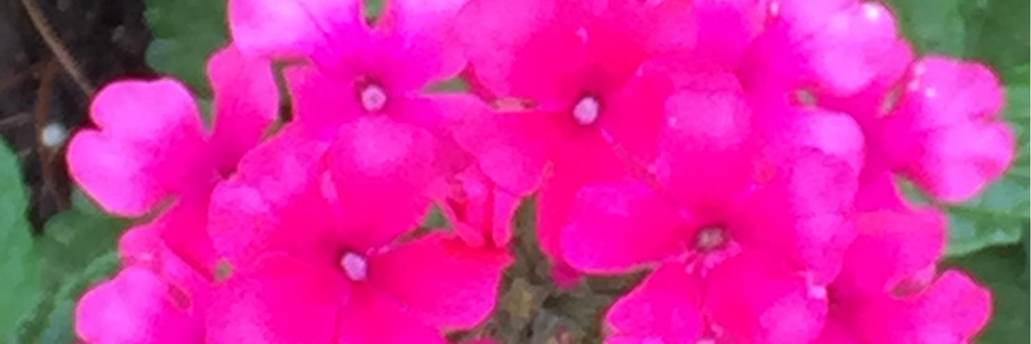 Cindy Rabago banner
